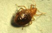HOW TO GET RID OF BED BUGS PERMANENTLY IN KITENGELA.
