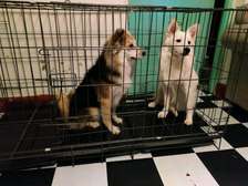 Foldable kennel house