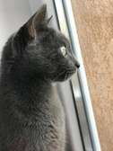 Russian blue kitten for rehoming