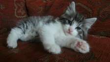Beautiful Norwegian Kittens
