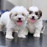 maltese pet puppies cute