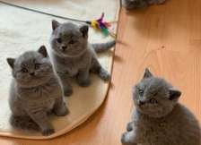 British Shorthair kittens ready to steal your heart.