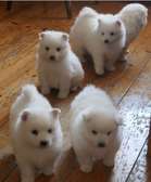 Purebred Japanese Spitz puppies for sale.
