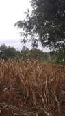 40X80ft PLOTS FOR SALE AT KABATI ZABKA IN MURANGA COUNTY