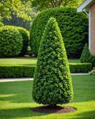 Gardening and landscape installation