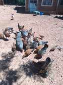 Mixed Heritage Chickens Young Adults Various Colors