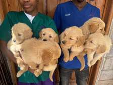 Golden Retriever puppies ready for new homes