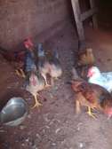 Healthy Live Chickens for Eggs & Meat Supply