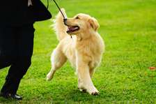 Dog Training & Behaviour Services - Nairobi