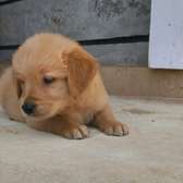 Labrador puppy ready for rehoming