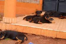 Purebreed Rottweiler Puppies