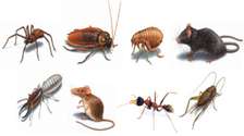 Cockroaches/ Pests/ Bed Bugs/ Fleas/ Ticks/ Mites Fumigation