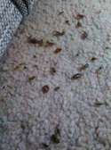 BEST Bed Bugs Control Juja - JUJA Bed Bugs Fumigation 2023