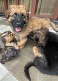 Well Groomed healthy GSD pups