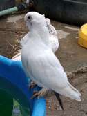 Fancy pigeons