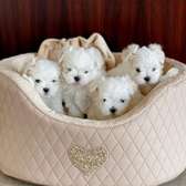 Charming Maltese puppies ready to go now