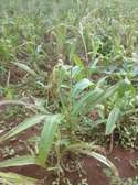1/2 acre Land for sale in Nginda, Maragua Murang'a