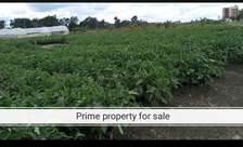 20 Acres of Prime Land in Joska