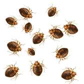 Bedbugs cockroache FUMIGATION SERVICES