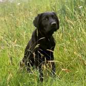 Black Golden Retriever