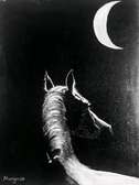 The Horse by Moonlight