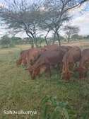Sahiwal Heifers