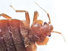 BED BUG Fumigation and Pest Control Services in Embakasi