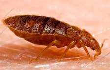 Bedbugs cockroach control