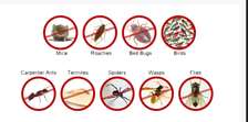 Bed bugs Fumigation & Control Services in Mombasa