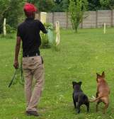 Professional Dog Trainers - Obedience Training In Nairobi