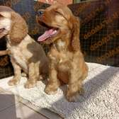 English Cocker spaniel puppies