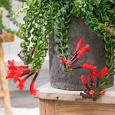 Lipstick plant(Hanging)