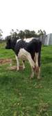 Frisian dairy cow