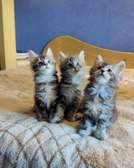 Maine Coon kittens for sale