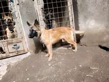 Belgian malinois and Dutch shepherd for rehoming