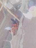 Chicken for sell