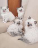 Ragdoll kittens for sale