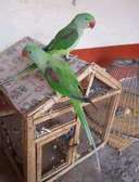 Budgies and love birds for Sale