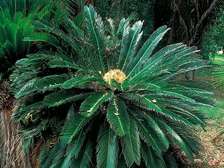 Cycad palm