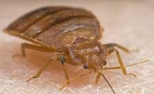 Bed Bug Pest Control Kabete,Kawangware, Kangemi, Uthiru