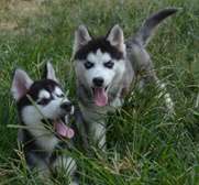 Blue eyed Huskies
