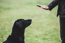 10 Best Dog Trainers in Nairobi -Dog training in Nairobi