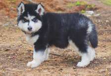 siberian huskies