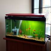 Red Desktop Aquariums