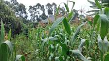 100x100 plot, Gikambura, selling @7.5M