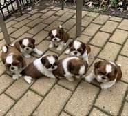 Shih Tzu puppies for sale.