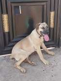 Quality Boerboel For Sale