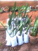 Natural Air Purifier: Snake Plants will do it!!