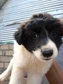 Beautiful Border Collie puppy