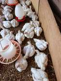 Mature, Juicy dressed broilers